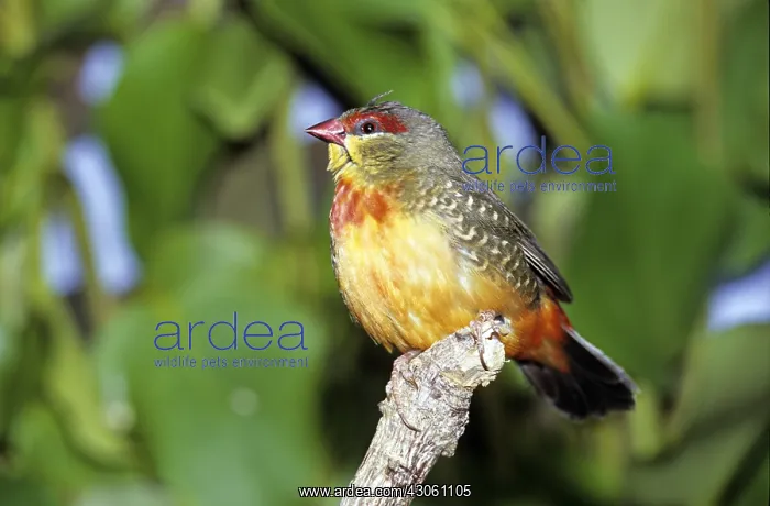 : Zebra Waxbill : Zebra Waxbill