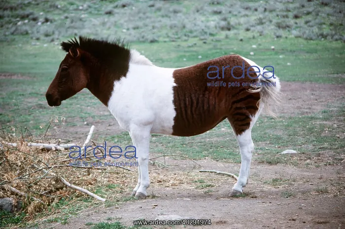 : Zebra / Welsh Pony Hybrid : Zebra / Welsh Pony Hybrid
