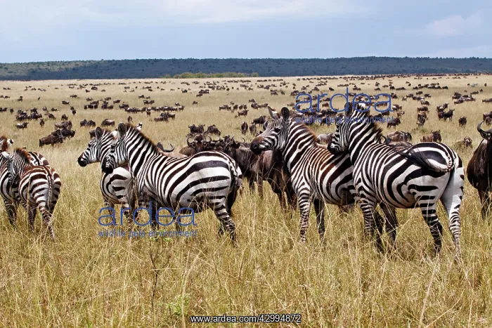 : Zebra - and Wildebeest (connochaetes taurinus) : Zebra - and Wildebeest (connochaetes taurinus)