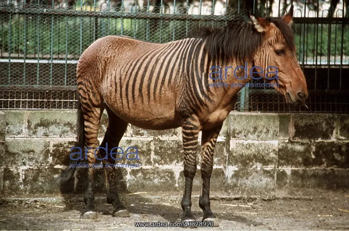 : ZEBRA x HORSE HYBRID : ZEBRA x HORSE HYBRID
