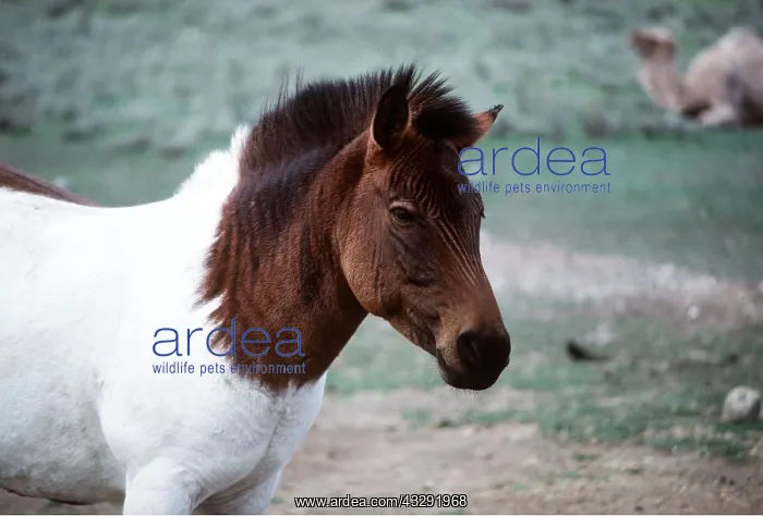 : Zebra X Welsh Pony Hybrid : Zebra X Welsh Pony Hybrid