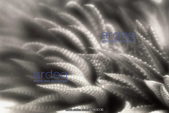 : Zebraplant : Zebraplant