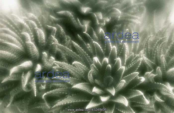 : Zebraplant : Zebraplant