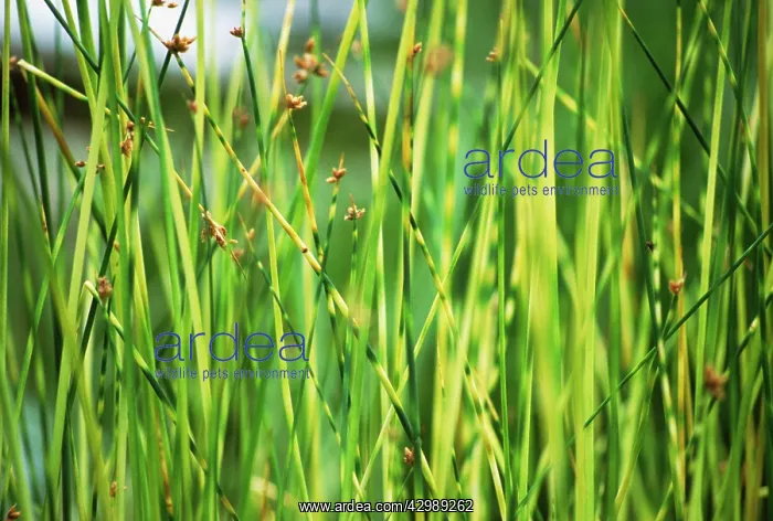 : ZebraRush, Scirpus tabemaemontani : ZebraRush, Scirpus tabemaemontani