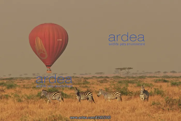 : Zebras - with Balloon safari overhead : Zebras - with Balloon safari overhead