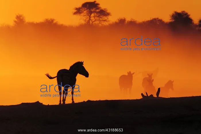 : Zebras (Equus burchellii) in front of cloud of dust : Zebras (Equus burchellii) in front of cloud of dust