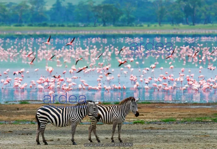 : Two zebras (Equus quagga) against the background : Two zebras (Equus quagga) against the background