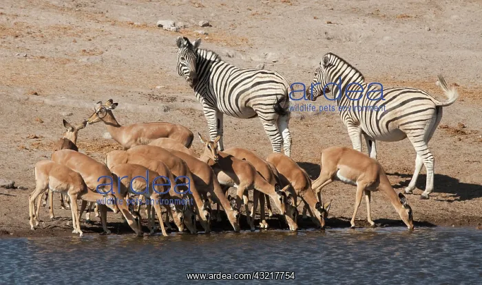 : Zebras (Equus quagga) and black-faced impalas : Zebras (Equus quagga) and black-faced impalas
