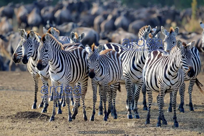 : Zebras (Equus quagga), herd, Masai Mara, Kenya, Africa : Zebras (Equus quagga), herd, Masai Mara, Kenya, Africa
