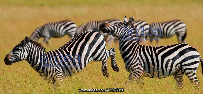  : Two zebras (Equus quagga) are playing with each