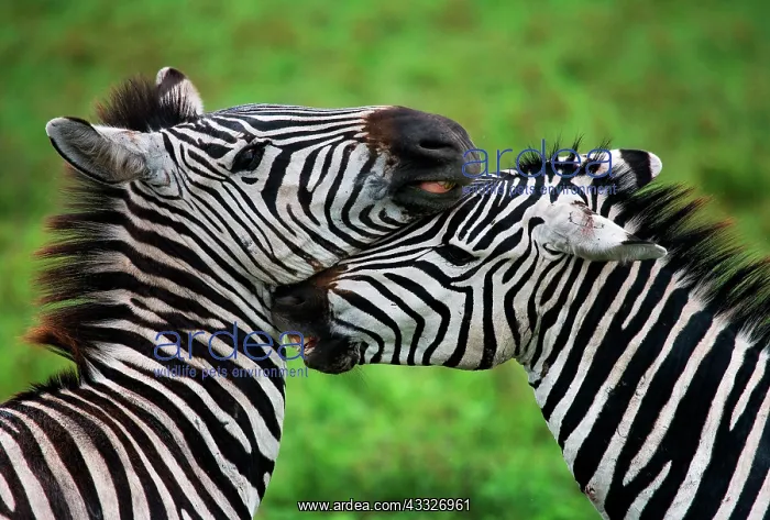 : Two zebras (Equus quagga) are playing with each : Two zebras (Equus quagga) are playing with each
