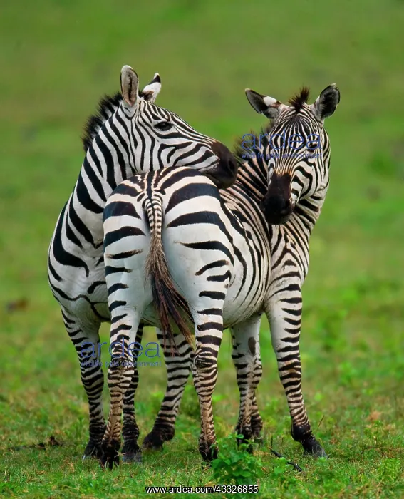  : Two zebras (Equus quagga) in the savanna. Kenya