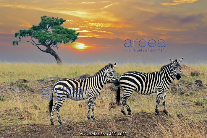 : Zebras (Equus quagga), at sunset, Masai Mara, Kenya, Africa : Zebras (Equus quagga), at sunset, Masai Mara, Kenya, Africa