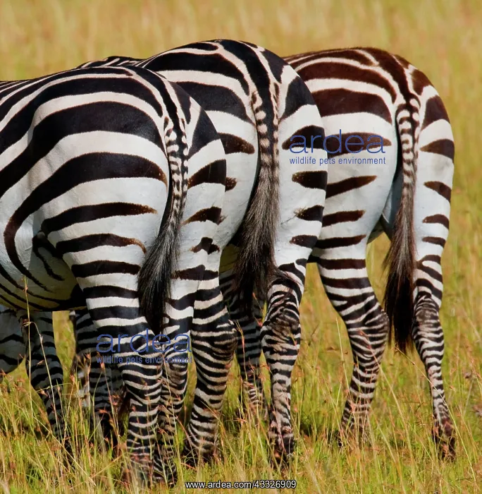 : Zebras (Equus quagga). Back view. Kenya. Tanzani : Zebras (Equus quagga). Back view. Kenya. Tanzani
