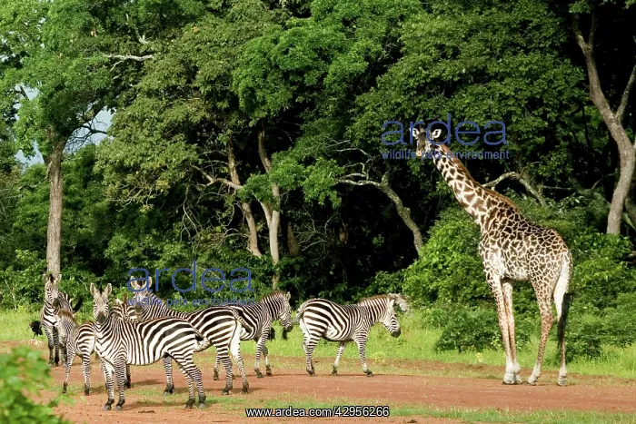 : Zebras and Giraffes (Giraffa camelopardalis) invading : Zebras and Giraffes (Giraffa camelopardalis) invading