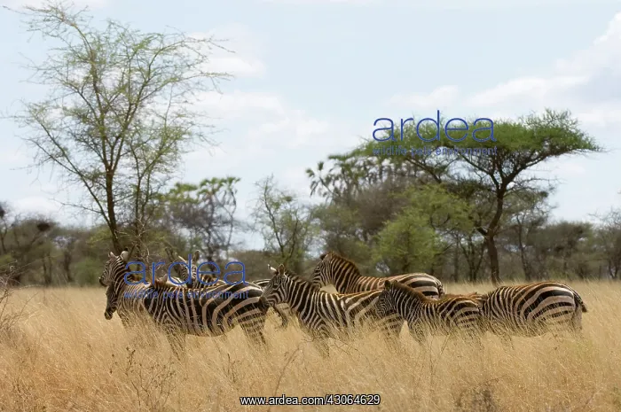 : Zebras at the Meru National Park, Kenya : Zebras at the Meru National Park, Kenya