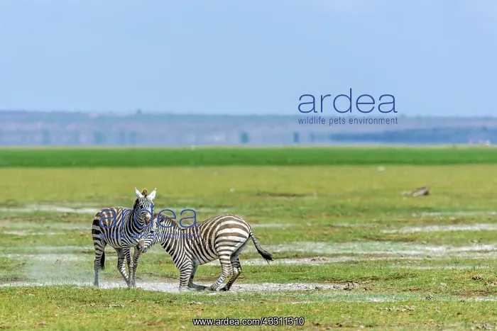 : Zebras Play fighting in Amboseli National Park, Kenya : Zebras Play fighting in Amboseli National Park, Kenya
