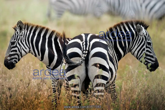 : two zebras in the savannah, Tanzania : two zebras in the savannah, Tanzania
