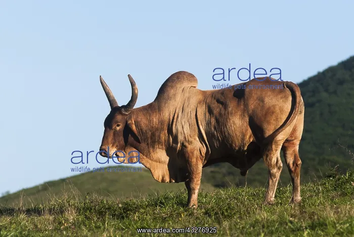 : Zebu (Bos taurus domesticus) male of Brahmane breed : Zebu (Bos taurus domesticus) male of Brahmane breed