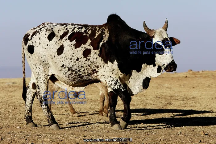  : Zebu Cattle