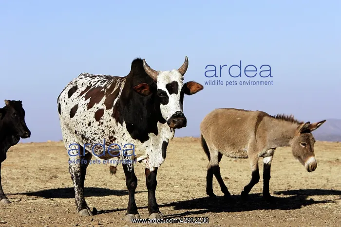 : Zebu Cattle and Donkey : Zebu Cattle and Donkey