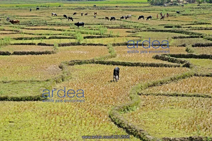 : Zebu cattle grazing in the dried rice Madagascar : Zebu cattle grazing in the dried rice Madagascar