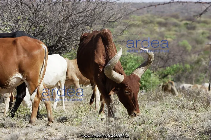 : Zebu - cattle of the Hamer tribe : Zebu - cattle of the Hamer tribe