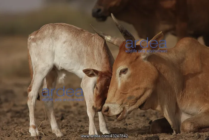 : Zebu female and calf cuddling - Northern Senegal : Zebu female and calf cuddling - Northern Senegal