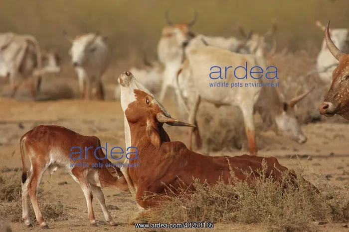  : Zebu female and calf cuddling - Northern Senegal