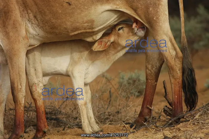 : Zebu female nursing her calf cuddling - Northern Senegal : Zebu female nursing her calf cuddling - Northern Senegal