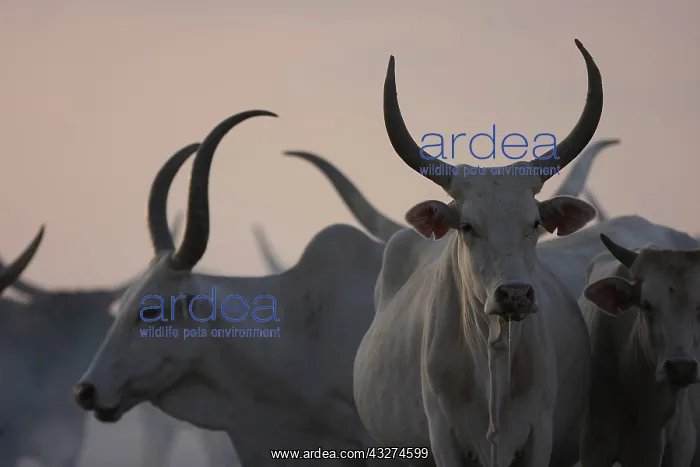 : Zebu herd in smoke - Northern Senegal : Zebu herd in smoke - Northern Senegal