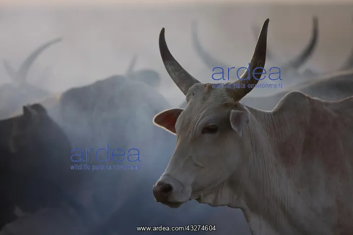 : Zebu herd in smoke - Northern Senegal : Zebu herd in smoke - Northern Senegal