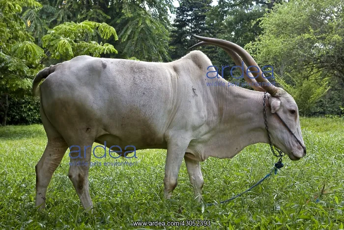 : Zebu with long horns Sri Lanka : Zebu with long horns Sri Lanka