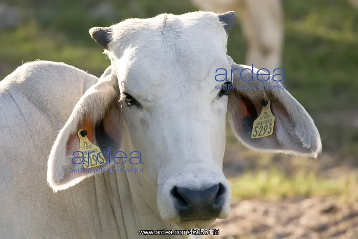 : Zebu portrait in Martinique Island : Zebu portrait in Martinique Island