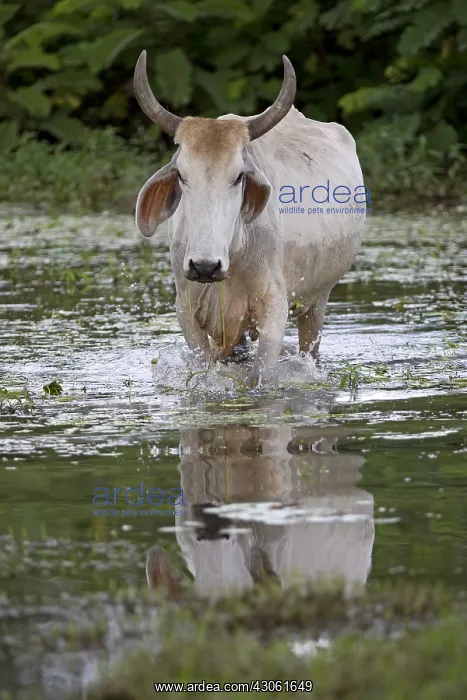 : Zebu in a swamp Cano Negro Costa Rica : Zebu in a swamp Cano Negro Costa Rica