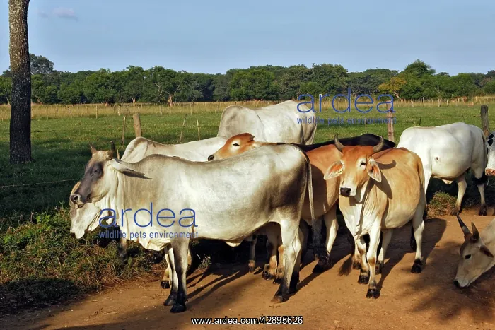  : Zebu. Zambia