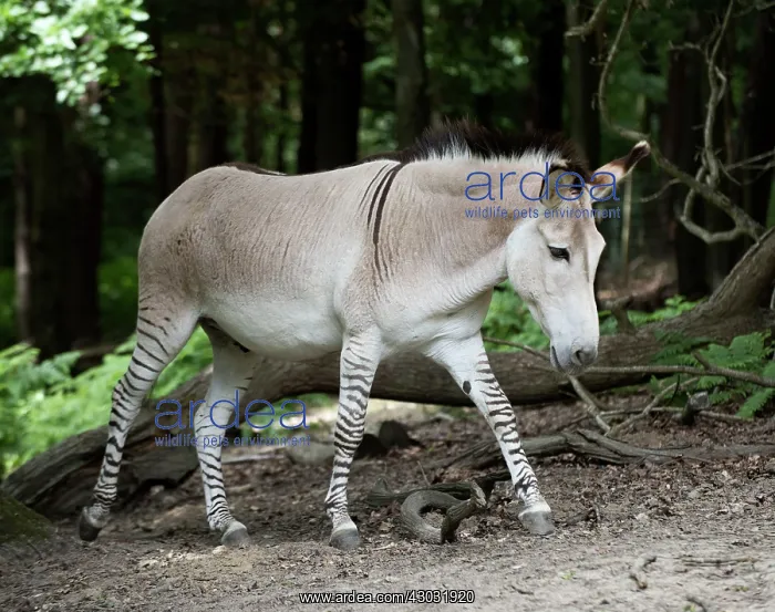  : Zedonk Zebra X Donkey