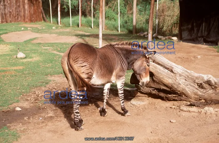 : Zeedonk - Zebra / Donkey Hybrid cross : Zeedonk - Zebra / Donkey Hybrid cross