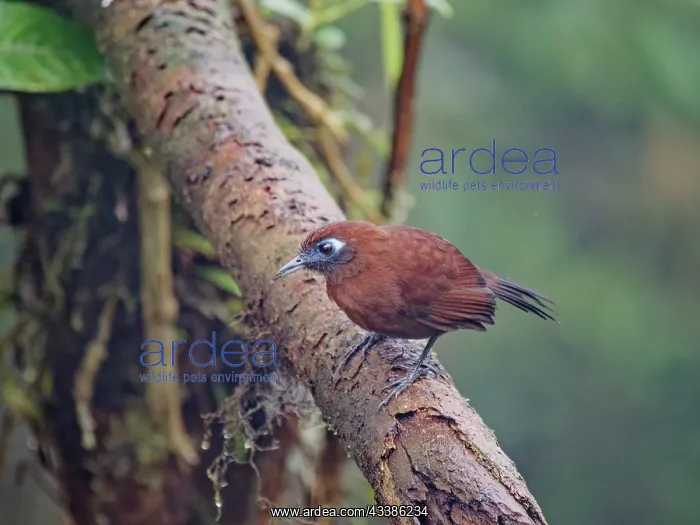 : Zeladon's Antbird - female Hafferia zeledoni Ecu : Zeladon's Antbird - female Hafferia zeledoni Ecu