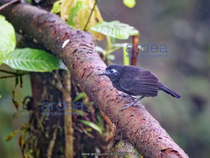 : Zeladon's Antbird - male Hafferia zeledoni Ecuad : Zeladon's Antbird - male Hafferia zeledoni Ecuad