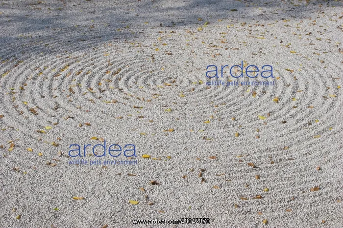 : Zen garden : Zen garden