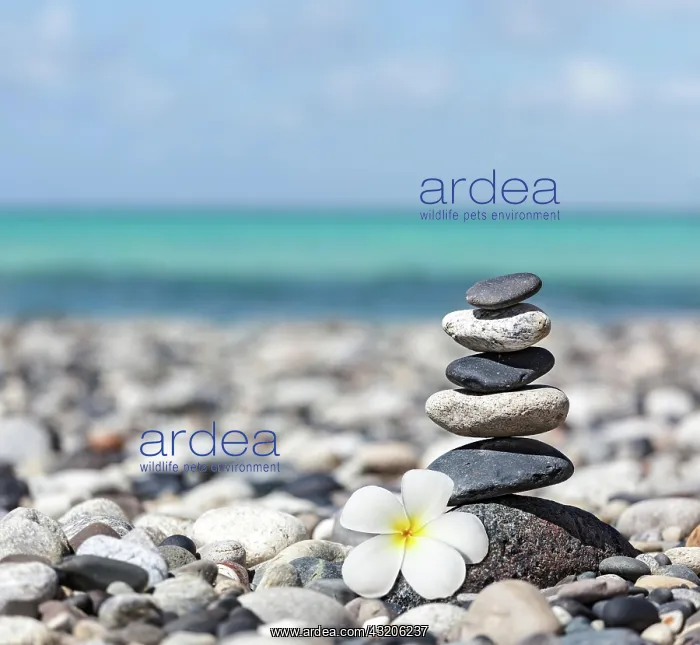 : Zen meditation spa relaxation background, balanc : Zen meditation spa relaxation background, balanc