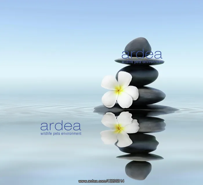 : Zen spa concept background, Zen massage stones w : Zen spa concept background, Zen massage stones w