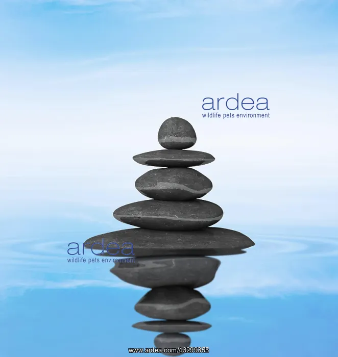 : Zen stones balance concept isolated on white : Zen stones balance concept isolated on white