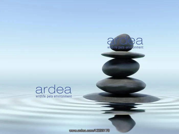 : Zen stones in water : Zen stones in water