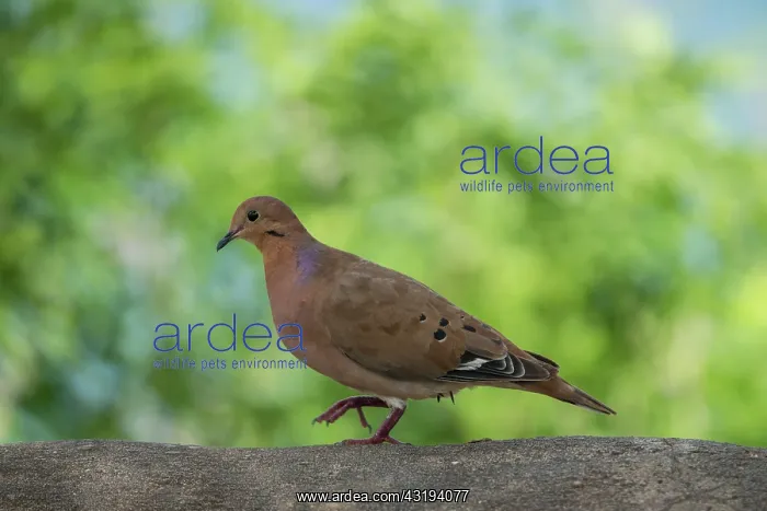 : Zenaida Dove (Zenaida aurita) walking on a wall : Zenaida Dove (Zenaida aurita) walking on a wall