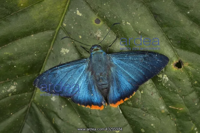 : Zereda Skipper (Chalypyge zereda) butterfly, Tatama : Zereda Skipper (Chalypyge zereda) butterfly, Tatama