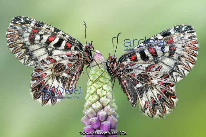 : Zerynthia polyxena, pair resting on a bud of Muscari : Zerynthia polyxena, pair resting on a bud of Muscari