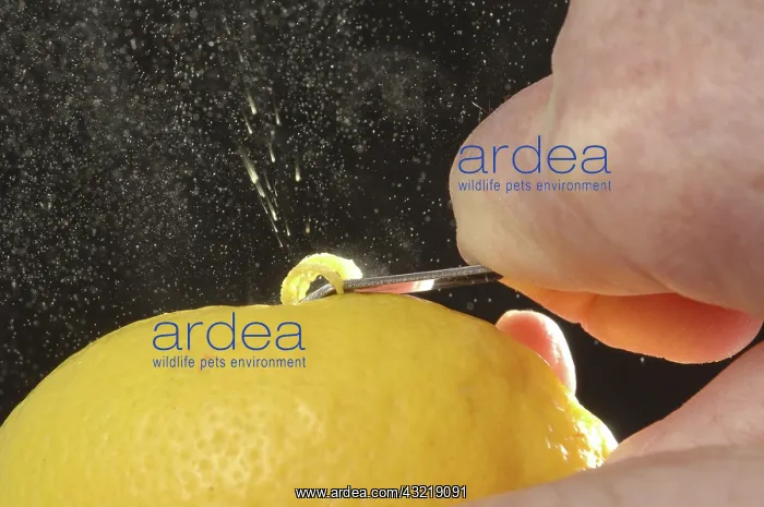 : Zesting an lemon : Zesting an lemon