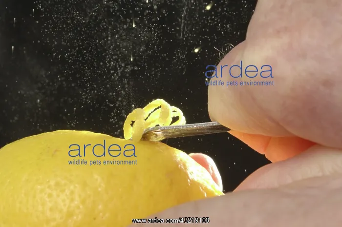 : Zesting a lemon : Zesting a lemon